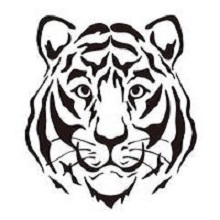 tigesr in tadoba